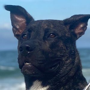 Meet your Posher, Harrison